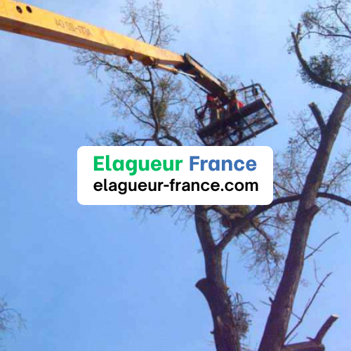 elagueur bucheron découpe arbre taille branche élagage France région