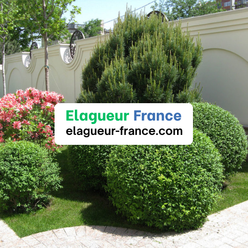 Arbuste haies massif plantes fleurs jardin taille coupe entretien plantation