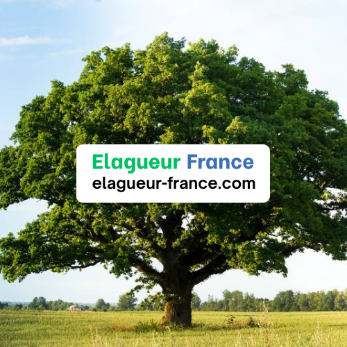 taille découpe abattage chêne chataigner tilleul noyer arbre feuillu palmier résineux pin sapin cèdre du liban bleu boulot gros grand vieil arbre tronc branche élagage élagueur région département 123456789 france et outremer domtom