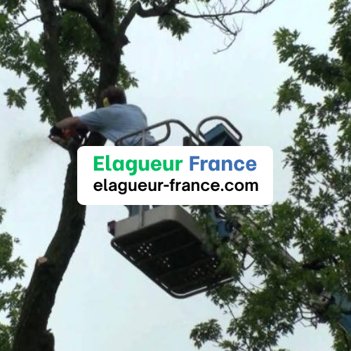 découpe branche en hauteur arbre très haut gros arbre grand enlever une branche couper une branche bucheron élagueur élagage Nîmes Gard 30 Montpellier Hérault 34