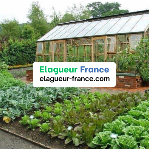 potager jardinier plantes salades légumes légumineux fruits arbres fruitiers branche coupe découpe entretien